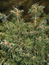 Tsuga canadensis 'Jervis' 